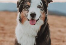 black white and brown border collie