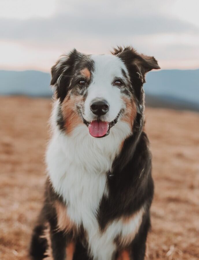black white and brown border collie
