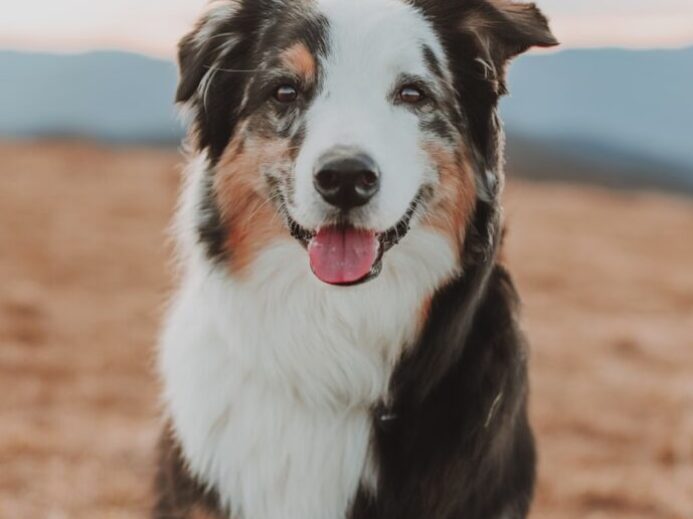 black white and brown border collie