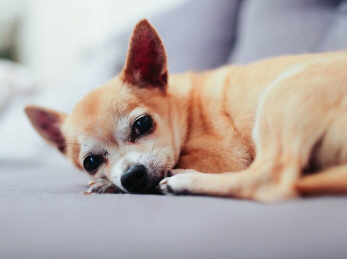 tan chihuahua lying on couch