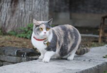 cat on concrete wall