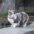 cat on concrete wall