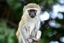 brown and white monkey on tree branch during daytime