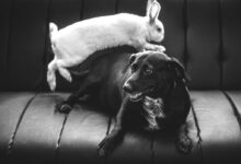grayscale photo of rabbit and dog on vehicle back seat