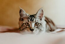 brown and white tabby cat