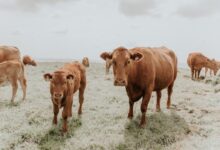 brown cow on white field during daytime