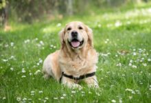 medium short-coated white dog lying on green grass field