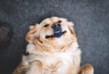 adult cream golden retriever laying on floor