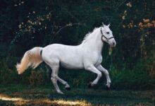 running white horse