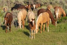 assorted-color horse lot