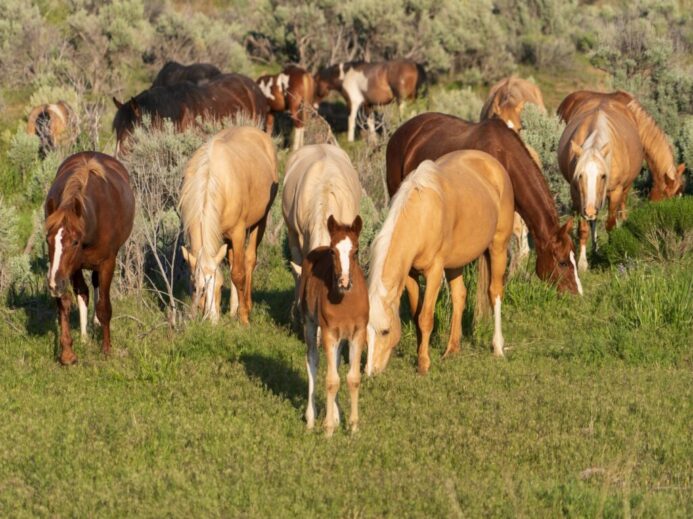 assorted-color horse lot