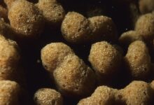Sponge