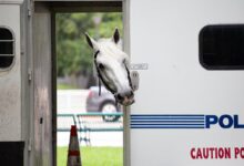 white horse in truck