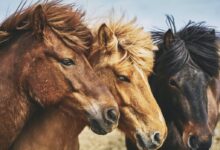 selective focus photography of horses