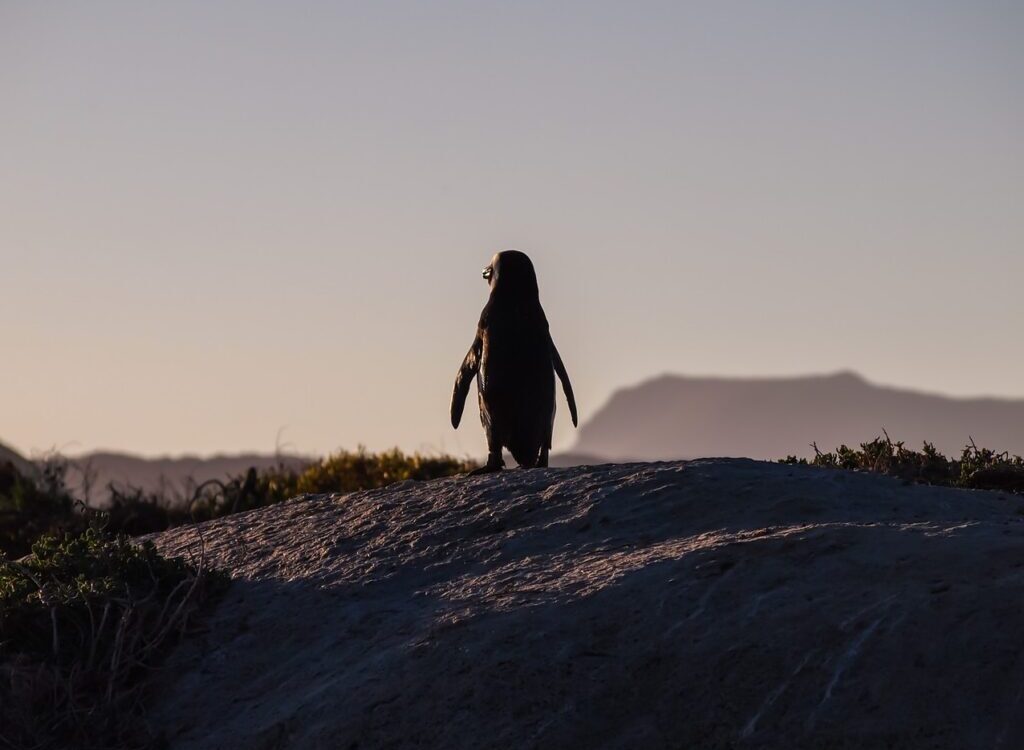 penguin standing on cliff