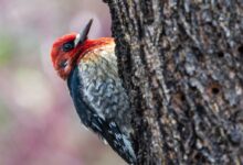 red and black bird on tree trunk