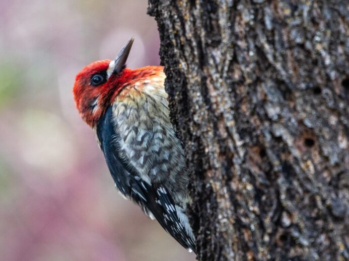 red and black bird on tree trunk