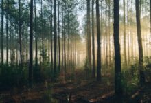 photography of tall trees at daytime