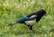 black and white bird on grass field