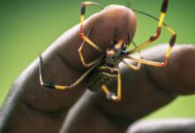 yellow and black spider