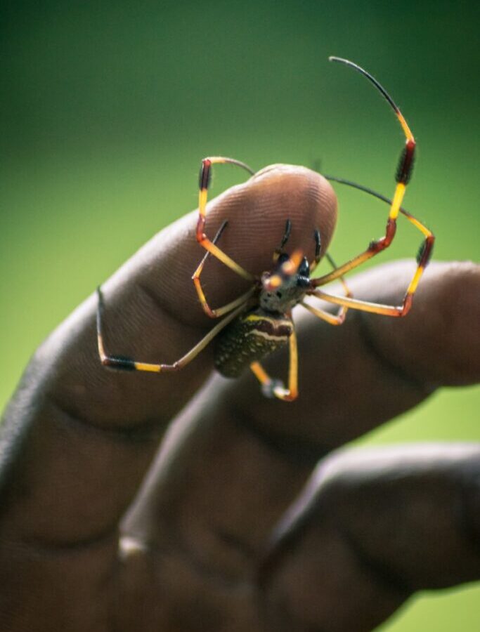 yellow and black spider