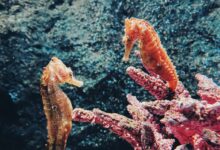 brown and white coral reef