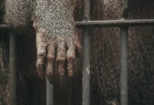 brown animal in black cage