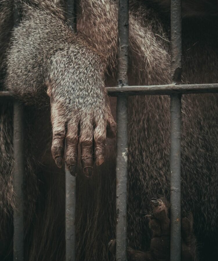 brown animal in black cage