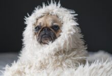 adult fawn pug
