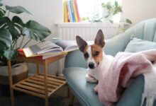 brown and white short coated dog on gray couch
