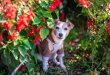 white and brown short coated dog with red and yellow flowers on mouth