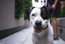 white and black American pit bull terrier at daytime