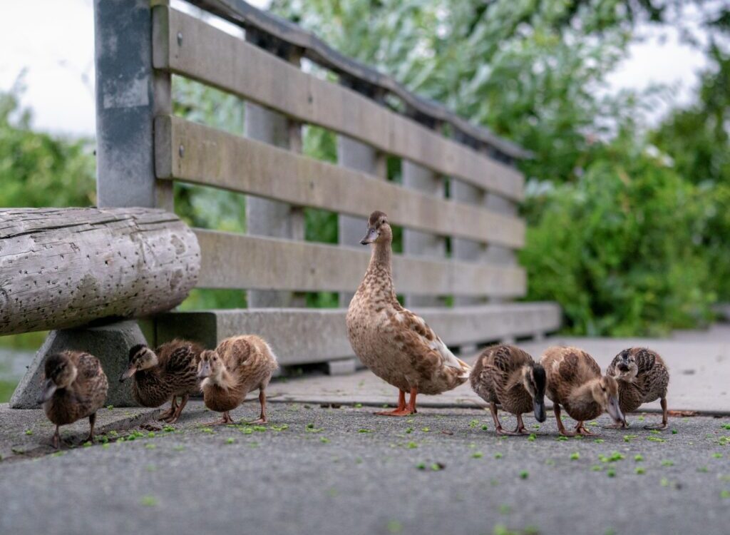 flock of ducks on focus photography