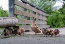 flock of ducks on focus photography