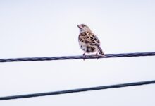 brown bird on steel rope
