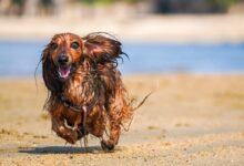 brown long coat small dog on brown sand during daytime