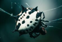 black and white spotted spider web in close up photography