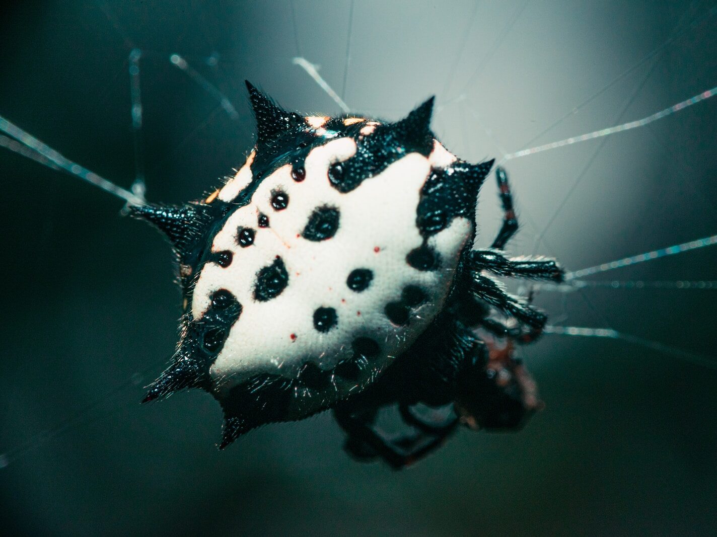 black and white spotted spider web in close up photography