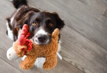 black and white short coated dog on brown bear plush toy