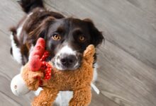 black and white short coated dog on brown bear plush toy