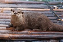 brown and white seal on brown wooden surface
