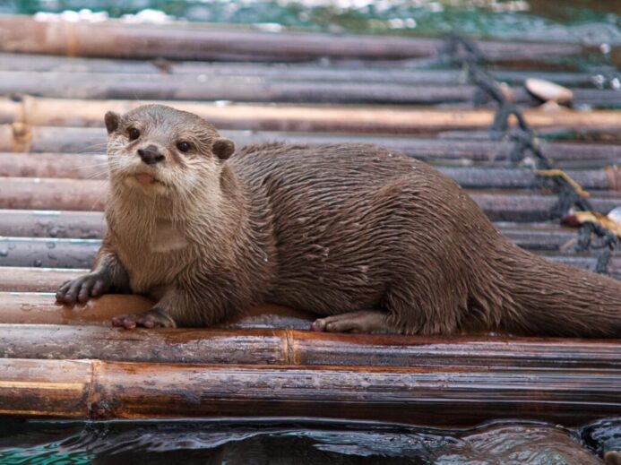 brown and white seal on brown wooden surface