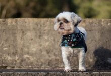 white and brown long coated small dog wearing blue and white shirt