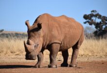 brown rhinoceros on brown field during daytime