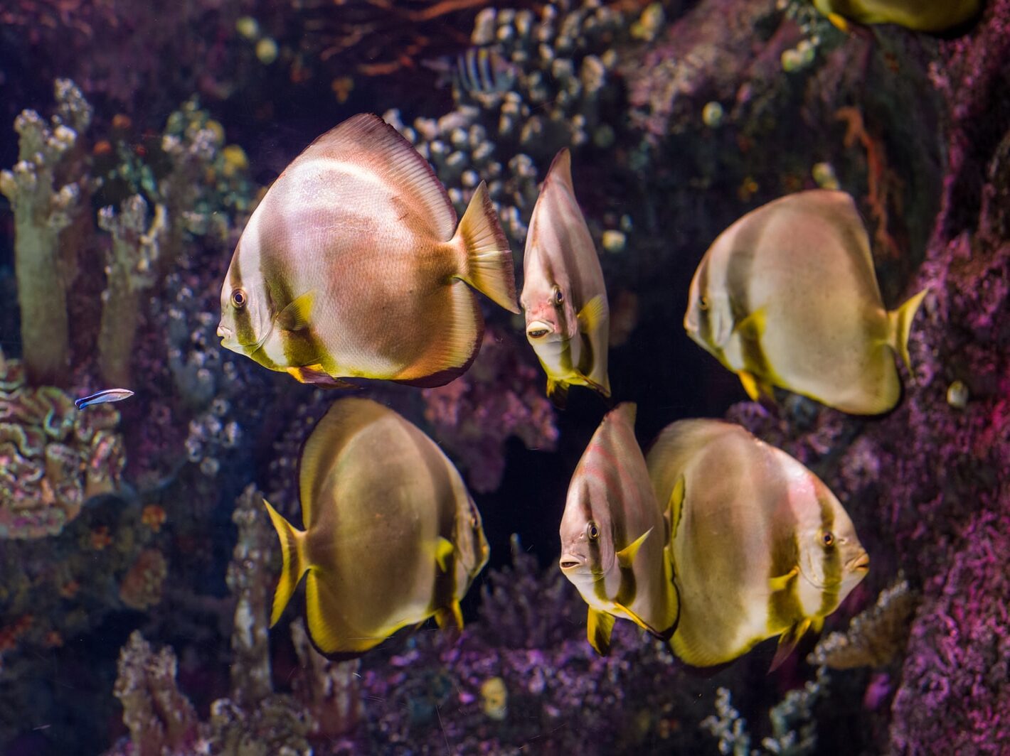 yellow and black fish in water