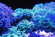 blue corals