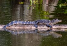 black crocodile on body of water during daytime