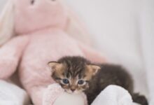 brown tabby kitten on pink textile