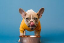 brown french bulldog in blue bucket