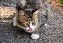 brown tabby cat on gray ground
